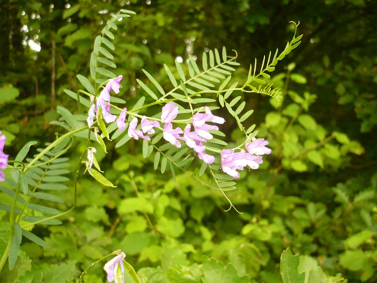 Vicia tenuifolia (Fabaceae)